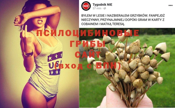 PSILOCYBIN Абаза
